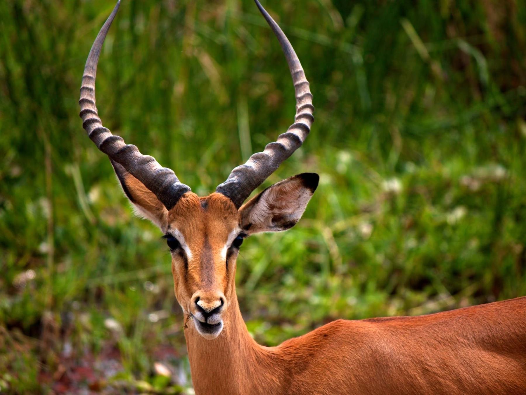 Antelope grazing in the early morning light