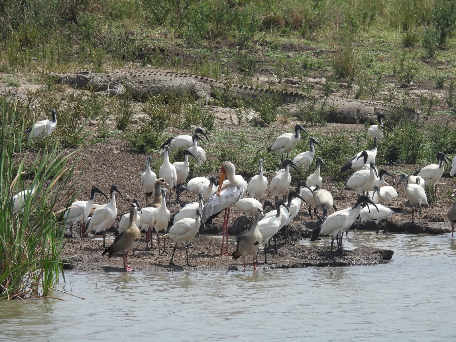 Colourful birdlife spotted on safari