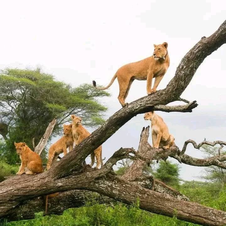 Lion pride resting together in the Masai Mara