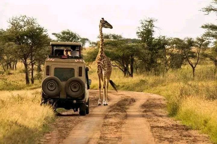 Giraffe browsing beside the game drive track