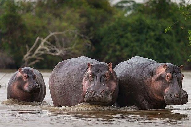 Hippo pod wading in the river