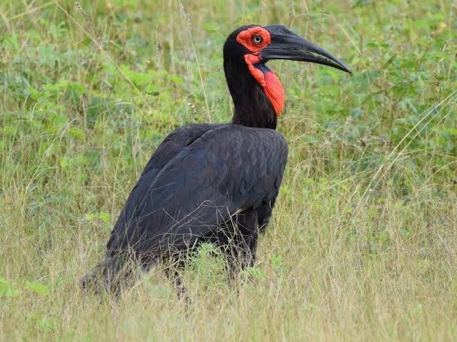 Ground hornbill striding through long grass