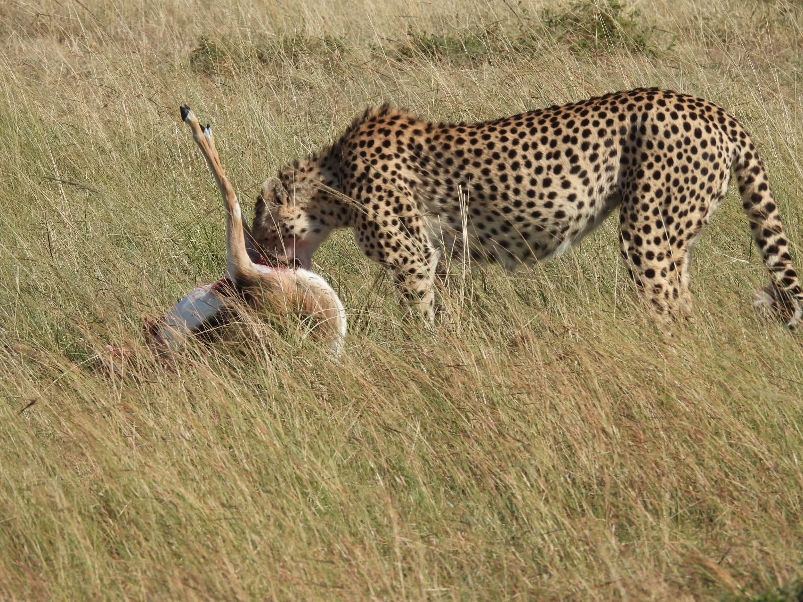 Leopard with its kill in the bush