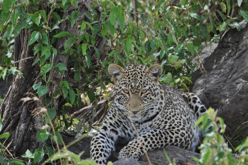 Leopard draped over a branch at golden hour