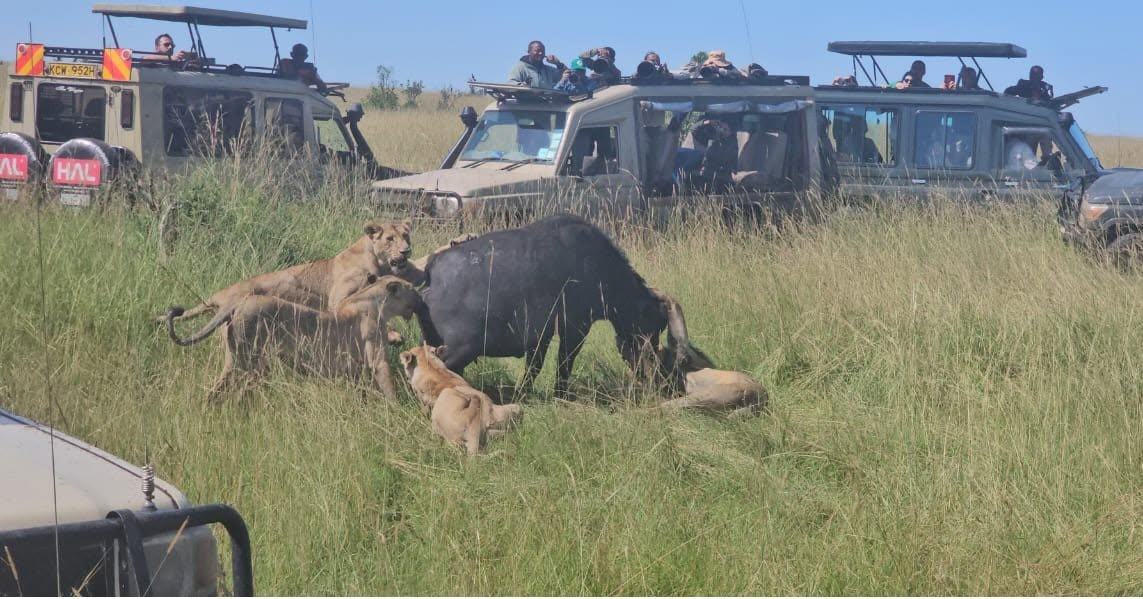 Lion feeding after a buffalo kill