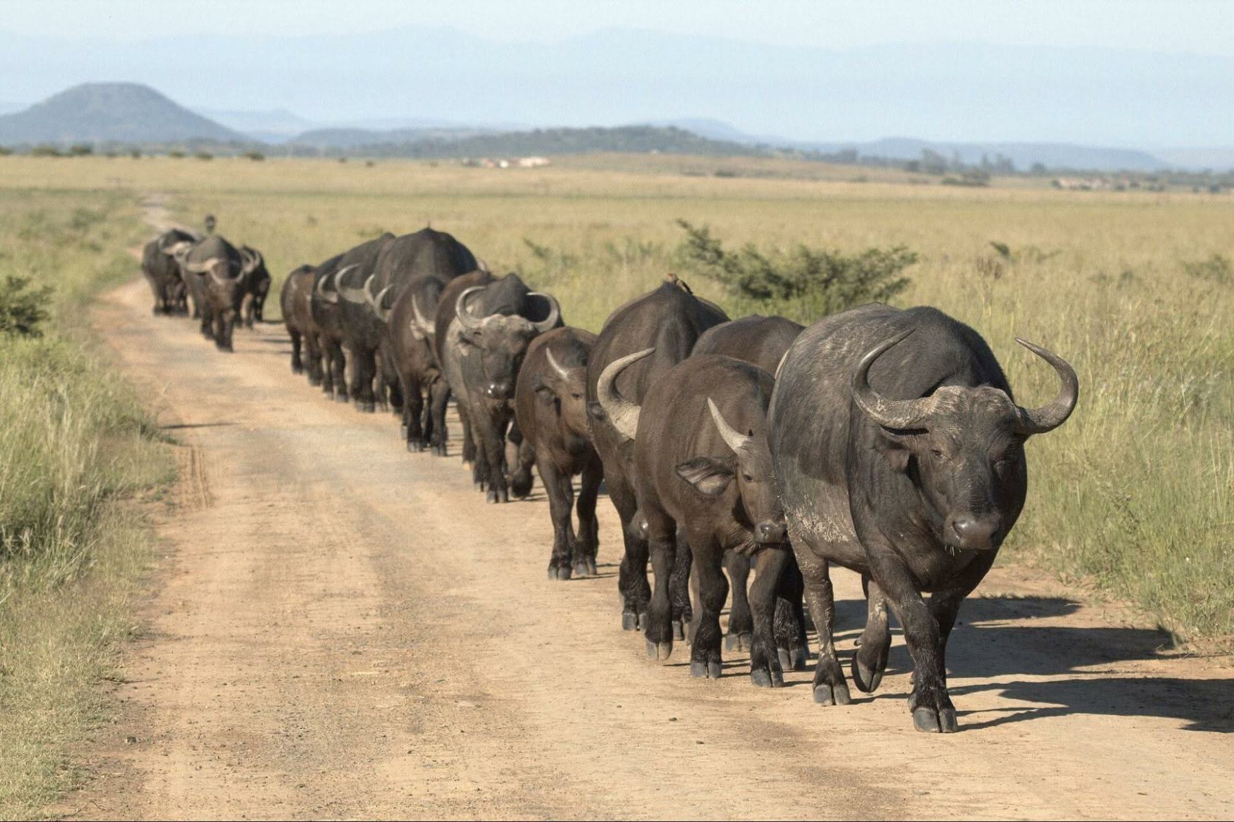 Ngorongoro Crater, game viewing with your private guide