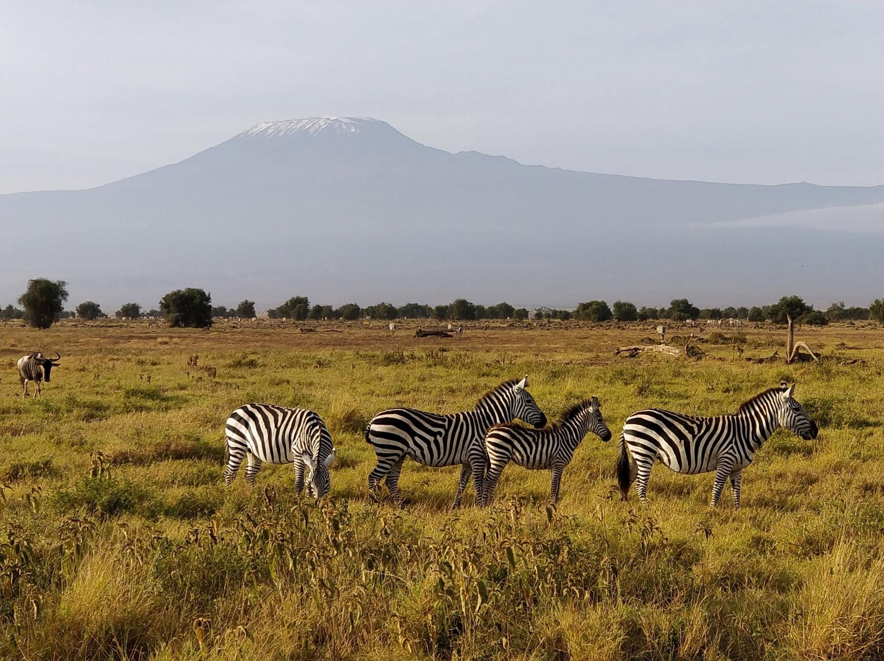 Zebra with Kilimanjaro rising behind