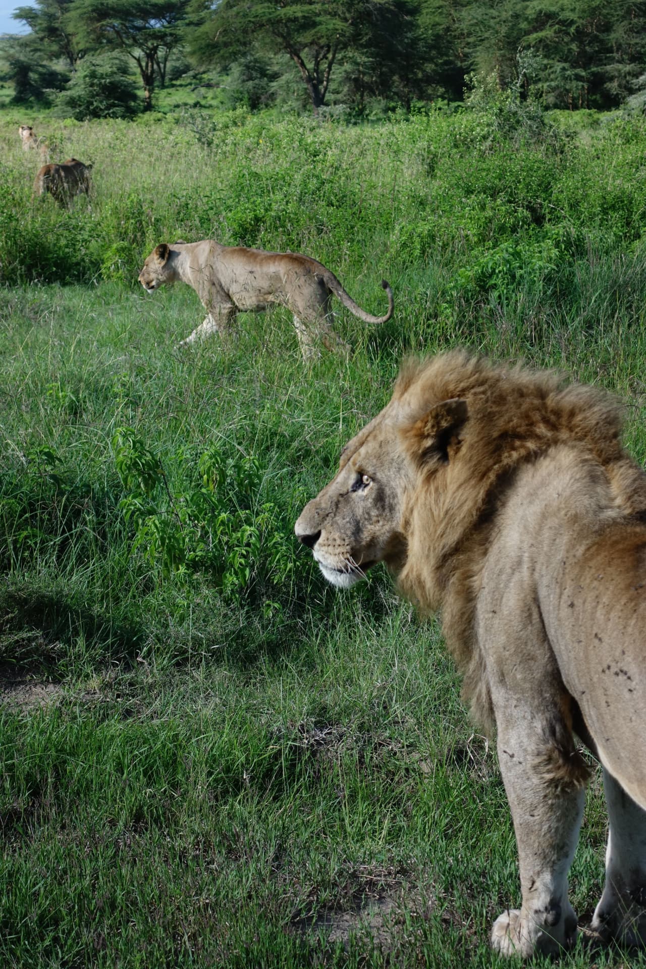 Lion pride moving through green grass after the rains