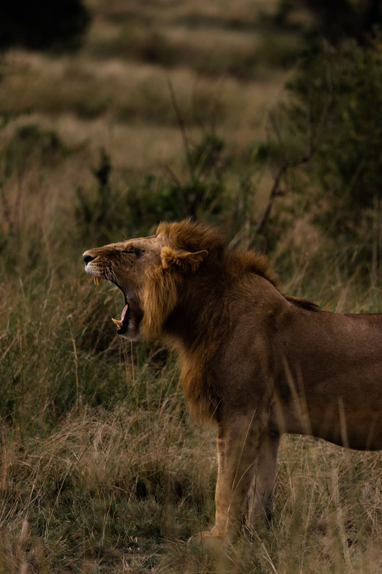 Lion yawning in golden light on the open plains