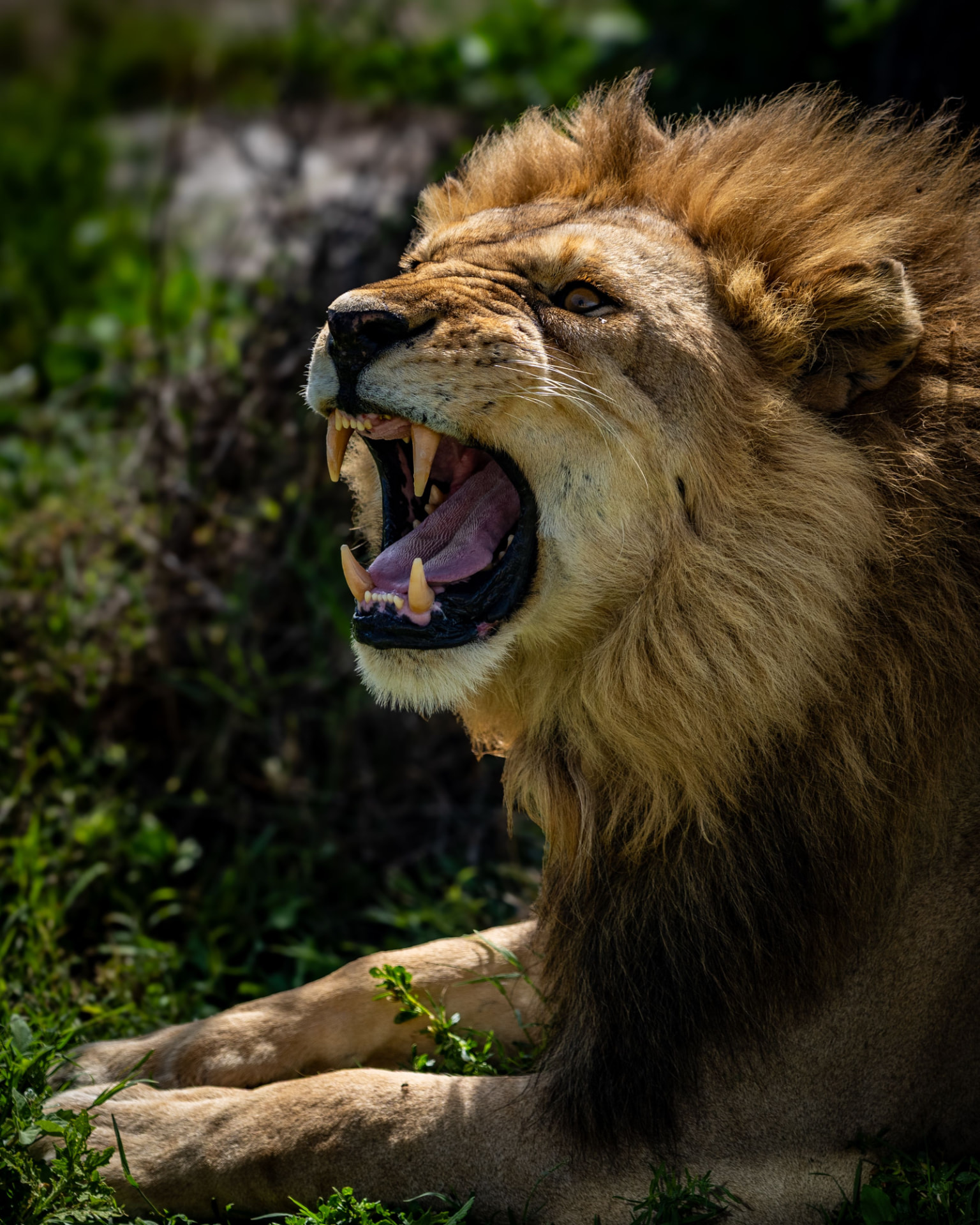 Male lion roaring metres from the vehicle in the Masai Mara