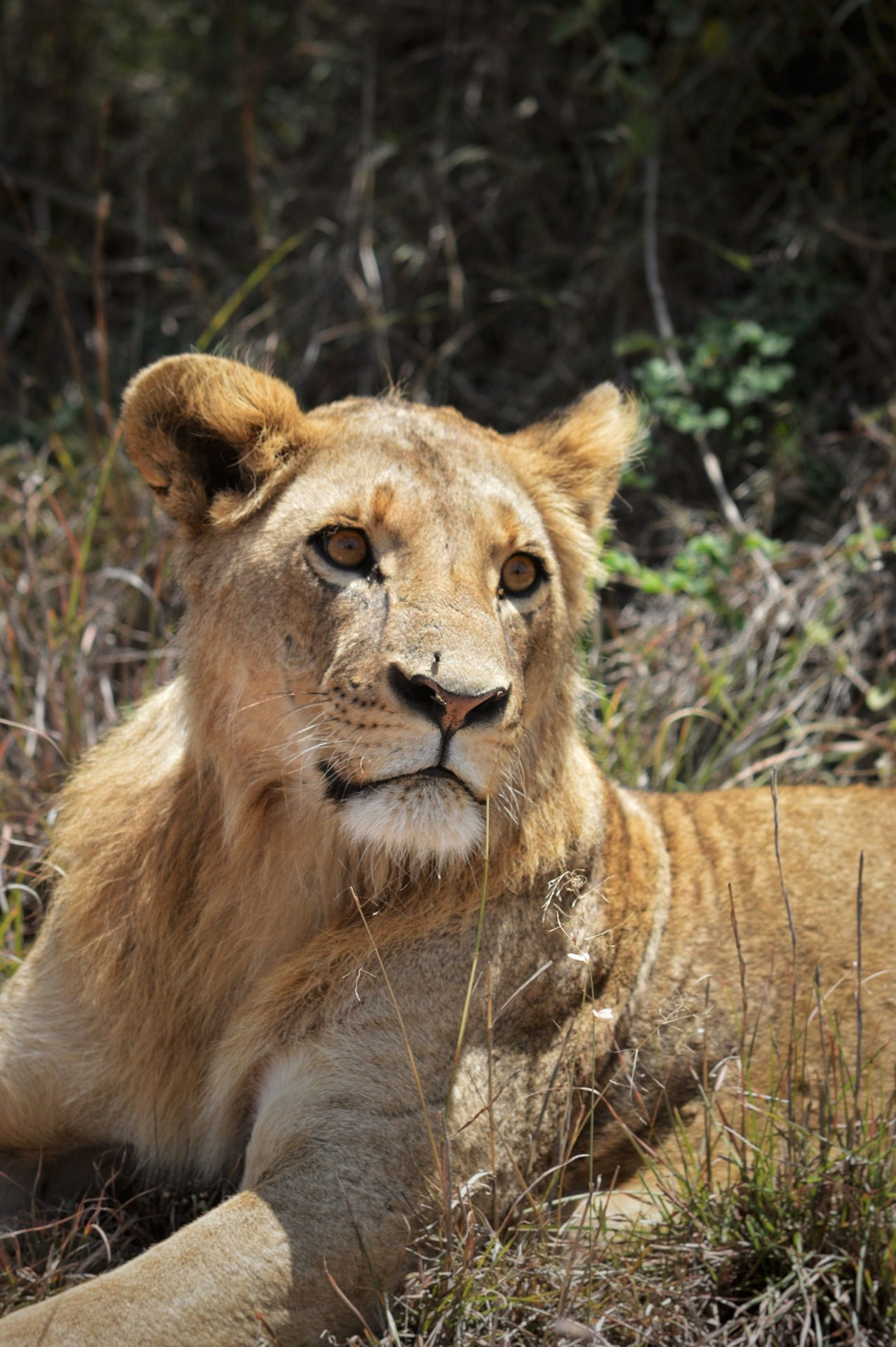 6-Day Private Kenya Safari, Amboseli, Naivasha, Nakuru & Masai Mara