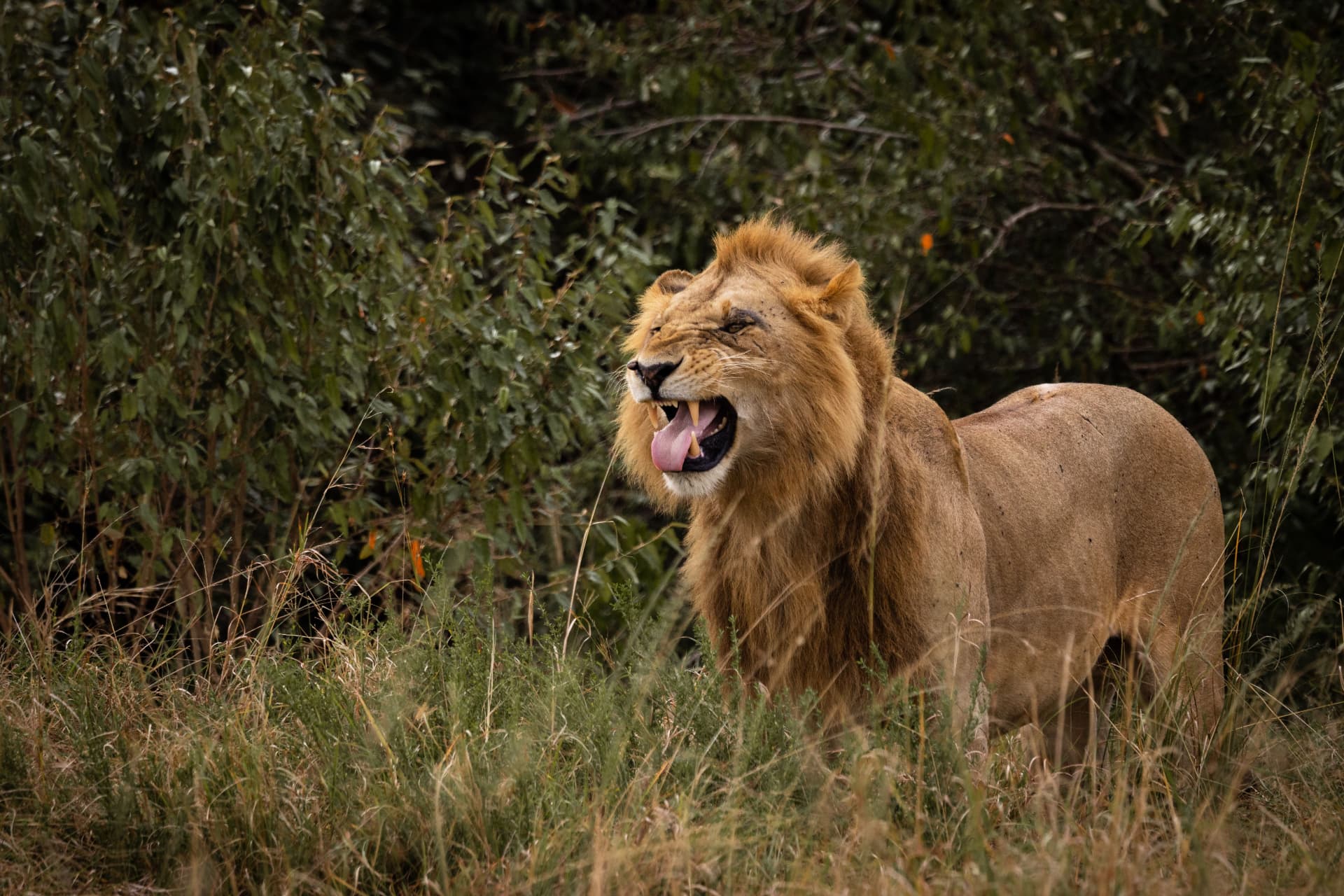 Lion calling from the bush line on an early morning game drive