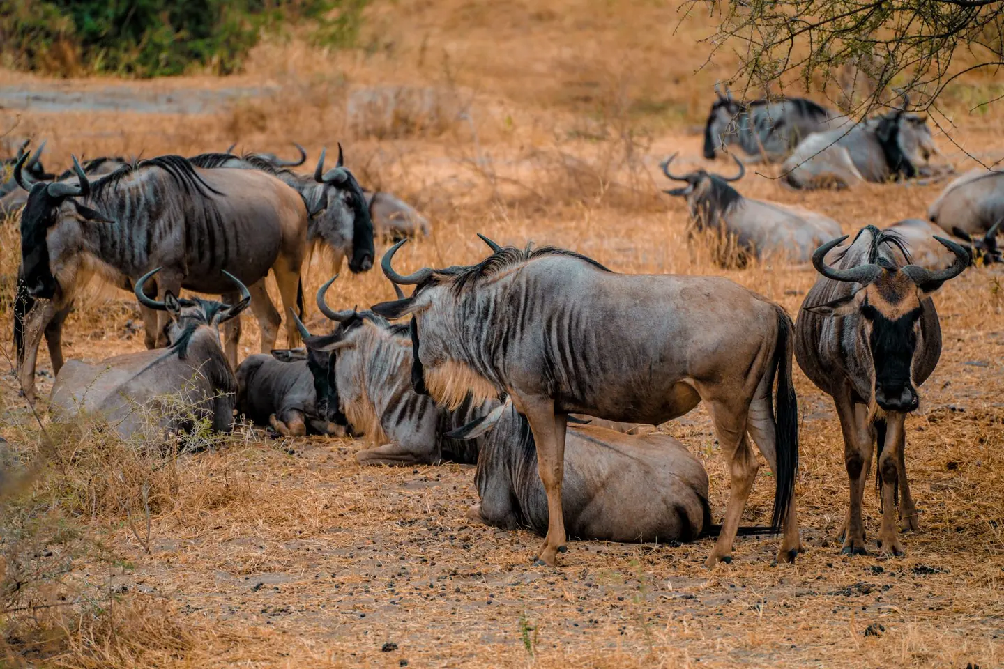 Amboseli, sundowners on the plains, Nairobi → Amboseli, 5-Day Kenya Safari, Masai Mara, Amboseli & Lake Naivasha