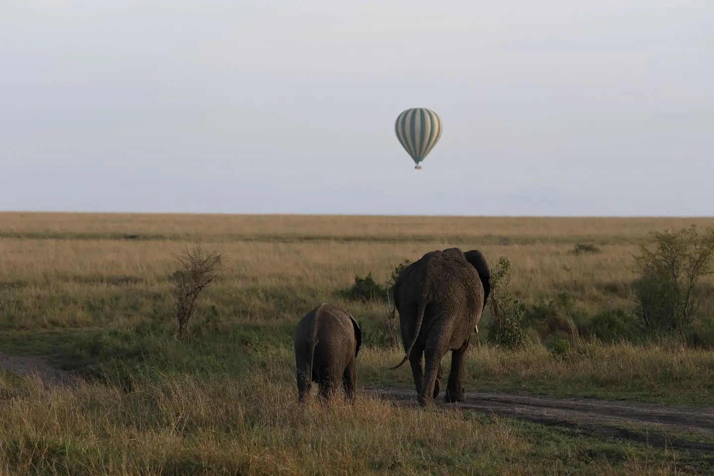 Maasai Mara balloon, sunrise balloon flight, Masai Mara, full-day game drive, 6-Day Private Kenya Safari, Amboseli, Naivasha, Nakuru & Masai Mara