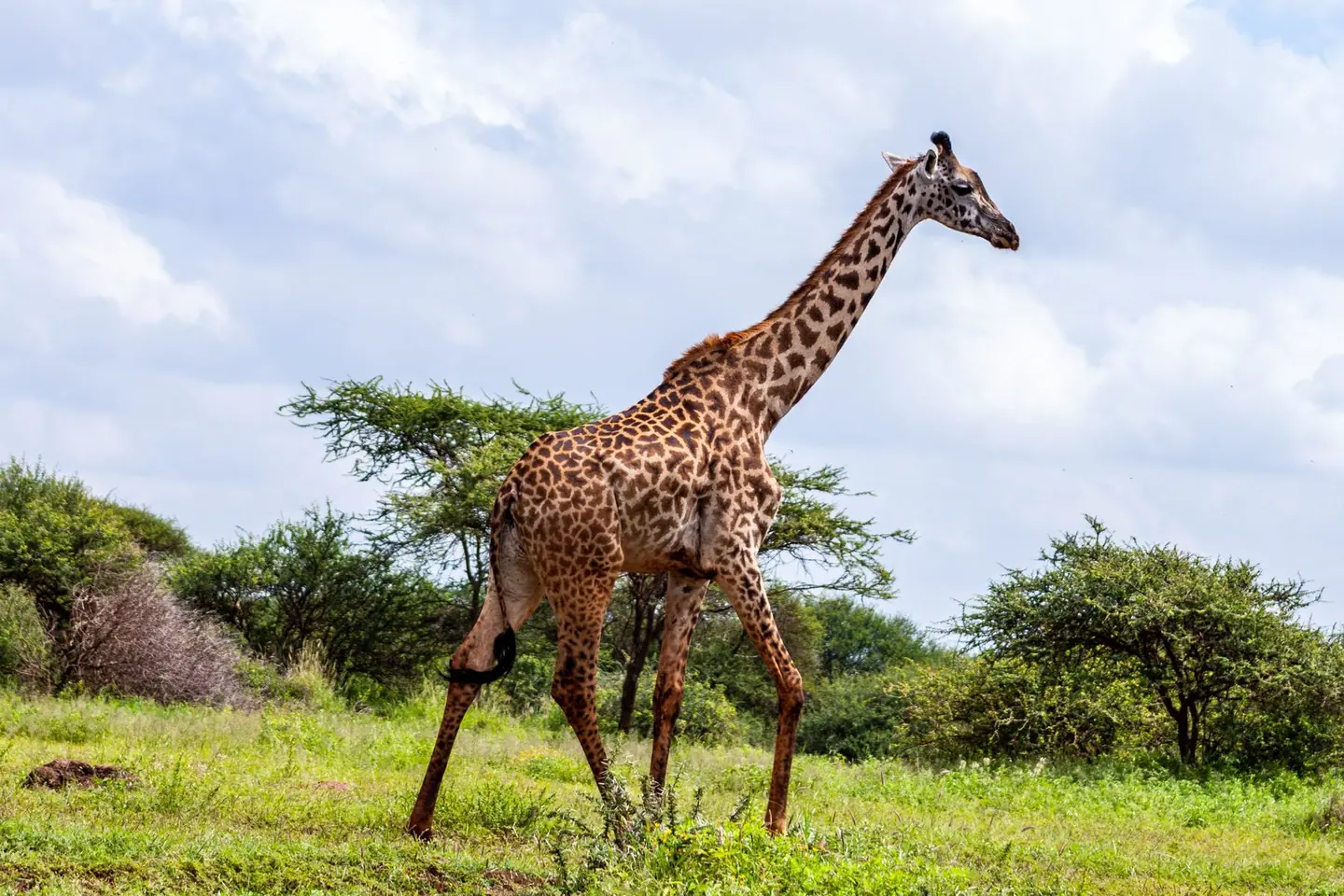 Amboseli, sundowners on the plains, Amboseli → Lake Naivasha, 5-Day Kenya Safari, Masai Mara, Amboseli & Lake Naivasha