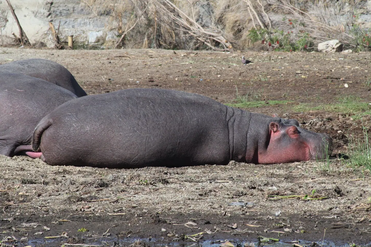 Lake Naivasha, boat ride among the hippos, Rusizi & the lakeshore, 3-Day Bujumbura & Lake Tanganyika Escape