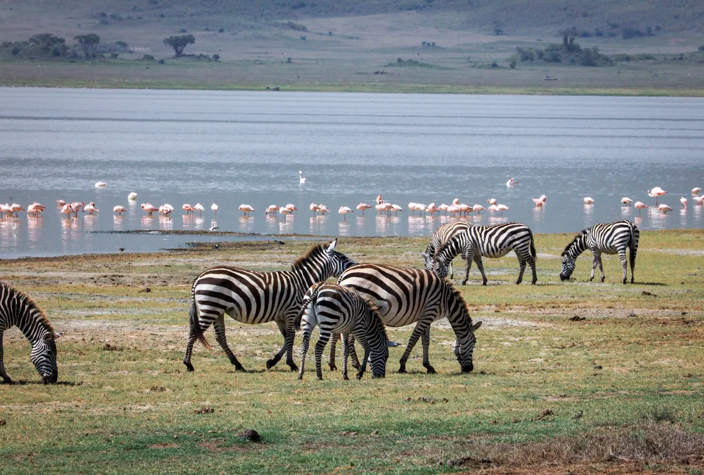 Lake Nakuru, sundowners on the plains, Maasai Mara → Lake Nakuru → Lake Naivasha, 4-Day Masai Mara, Lake Naivasha & Lake Nakuru Budget Safari