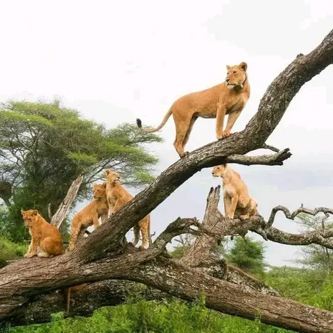 Maasai Mara, light aircraft transfer, Mara → Nairobi → Kigali, 12-Day Kenya, Rwanda & Uganda, Gorillas and the Big Five