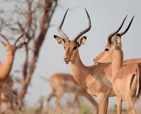 On safari, sundowners on the plains, Dhow and spa, 4-Day Private Zanzibar Beach Escape