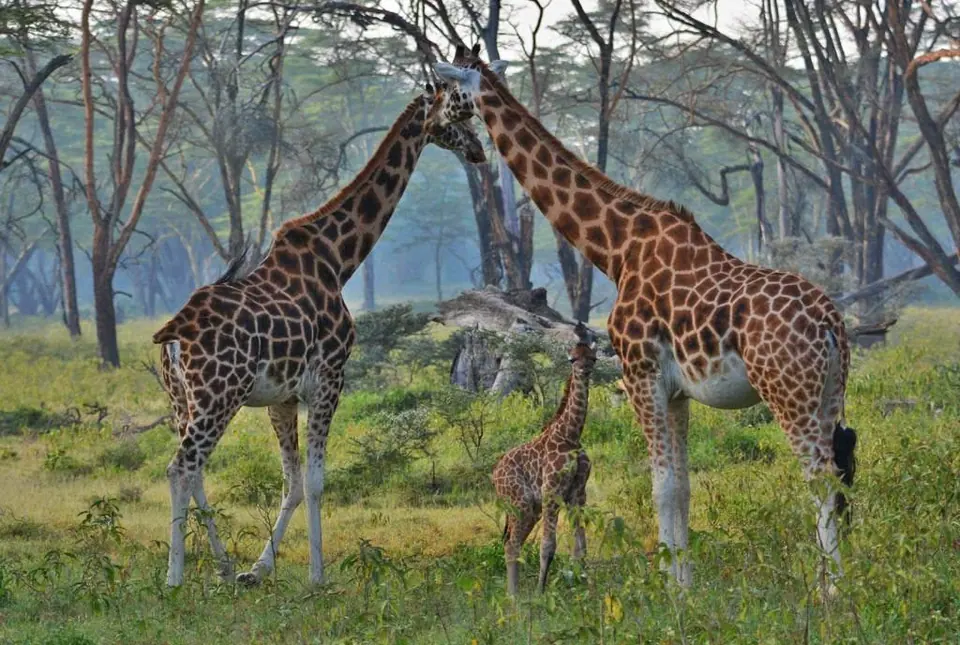 On safari, guided walking safari, Kibale chimpanzees, 10-Day Best of Uganda Grand Safari