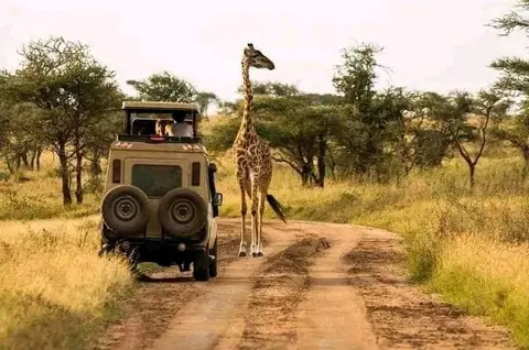 Nairobi sanctuaries, game viewing with your private guide, Giraffe Centre, Karen, 1-Day Best of Nairobi City Excursion