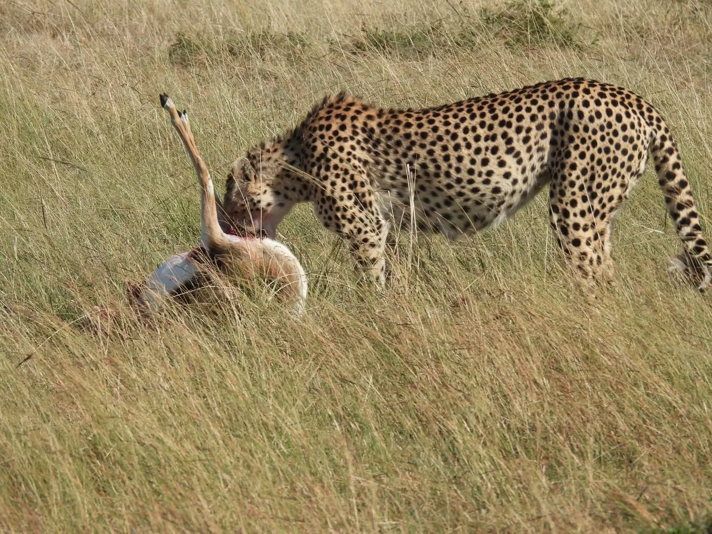 On safari, guided walking safari, Nyungwe chimps & canopy walk, 5-Day Rwanda Gorillas, Kigali & Nyungwe Forest