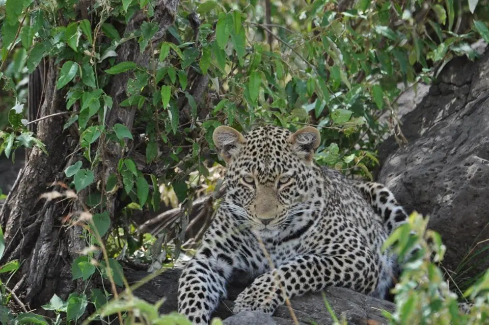 Maasai Mara, golden hour game drive, Musanze → Queen Elizabeth, 12-Day Kenya, Rwanda & Uganda, Gorillas and the Big Five