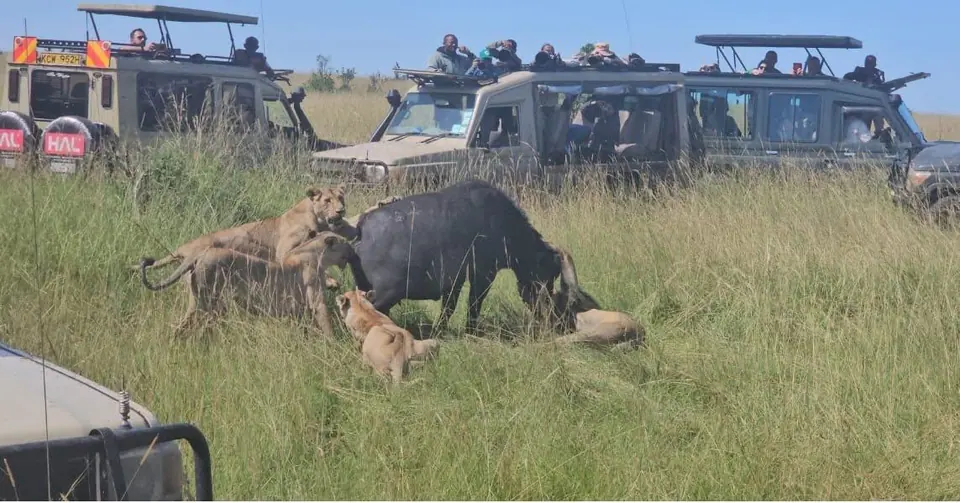 Maasai Mara, dawn game drive, Maasai Mara → Nairobi, 5-Day Budget Safari, Naivasha, Hell's Gate, Nakuru & Masai Mara