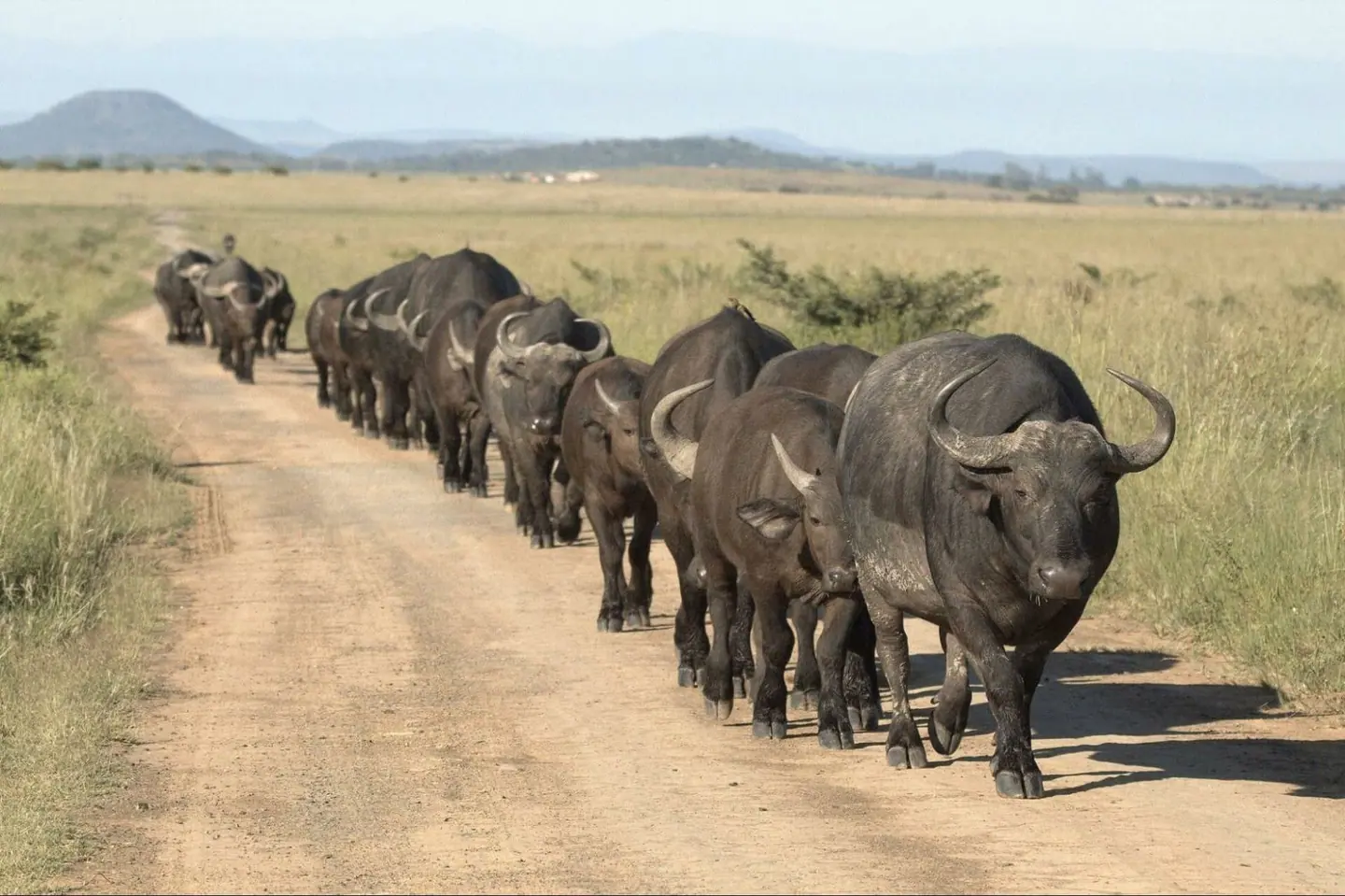Ngorongoro Crater, game viewing with your private guide, Murchison → Kibale, 10-Day Best of Uganda Grand Safari