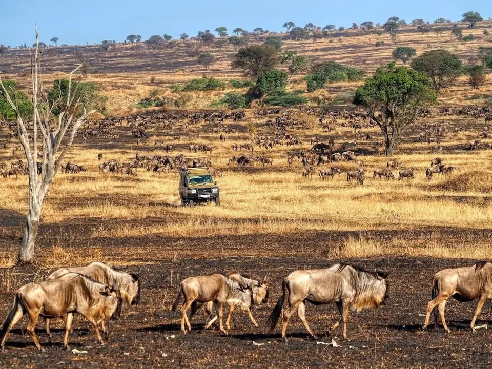 Serengeti, big cat country, Uganda, 15-Day East Africa Grand Tour, Five Countries