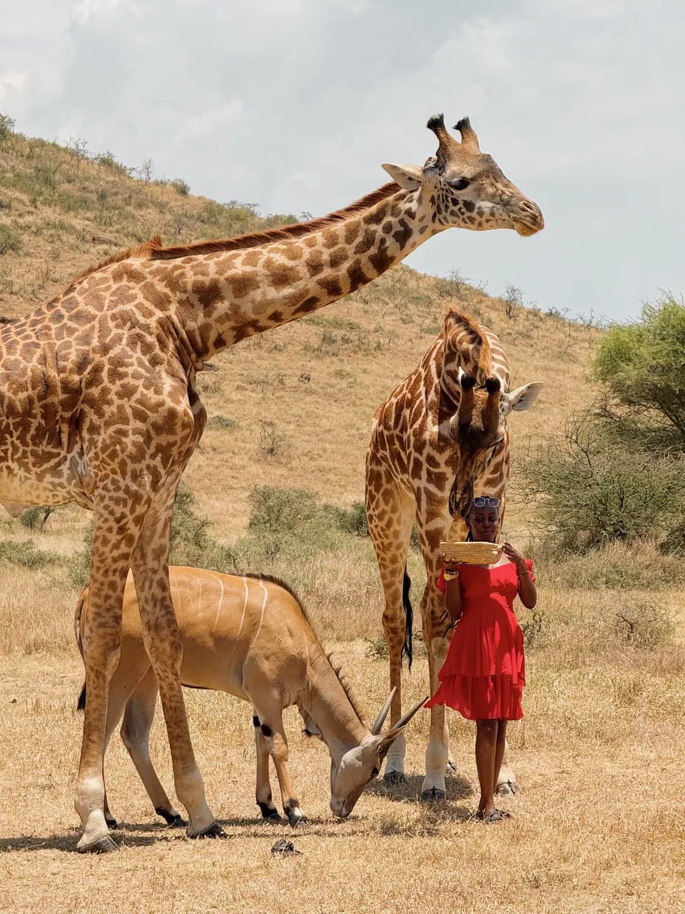 Meru, dawn game drive, Nairobi → Meru National Park, 10-Day Off the Beaten Path Kenya Safari
