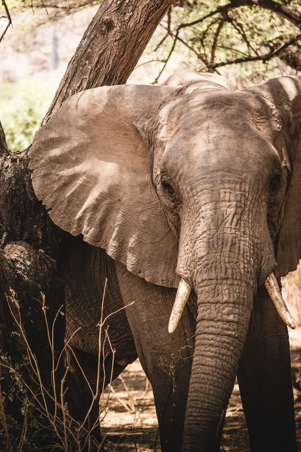 Ol Pejeta, golden hour game drive, Ol Pejeta → Samburu, 10-Day Best of Kenya Safari, Amboseli, Ol Pejeta, Samburu & the Mara