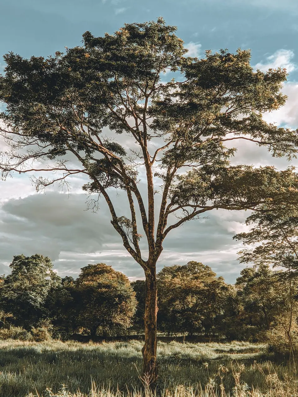 Ol Pejeta, full day of game drives, Ol Pejeta, full day, 10-Day Best of Kenya Safari, Amboseli, Ol Pejeta, Samburu & the Mara