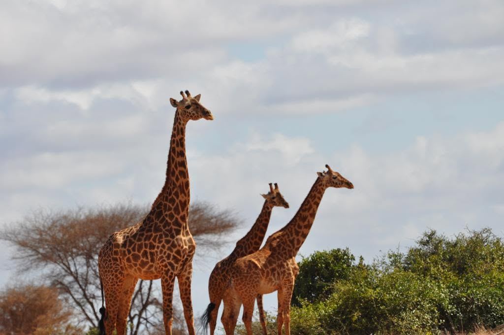 Giraffe family on an open Kenyan plain