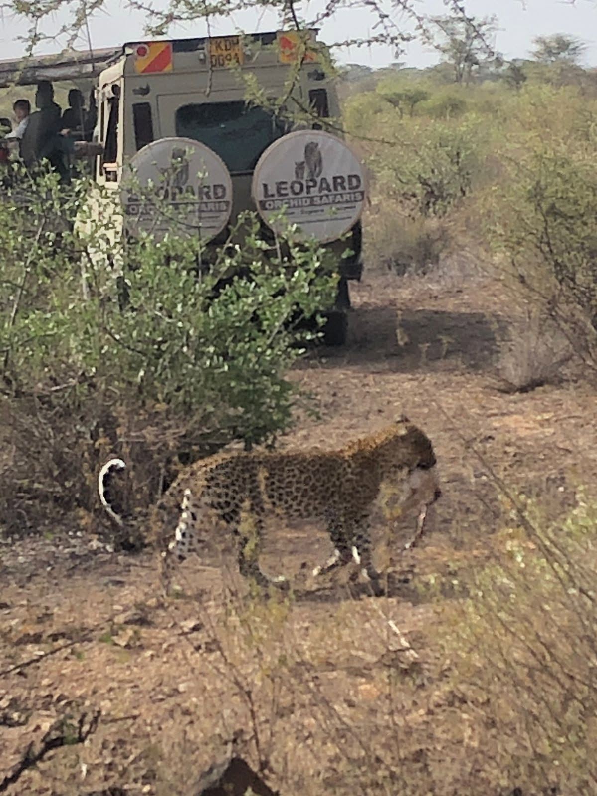 Leopard carrying its kill past a safari vehicle