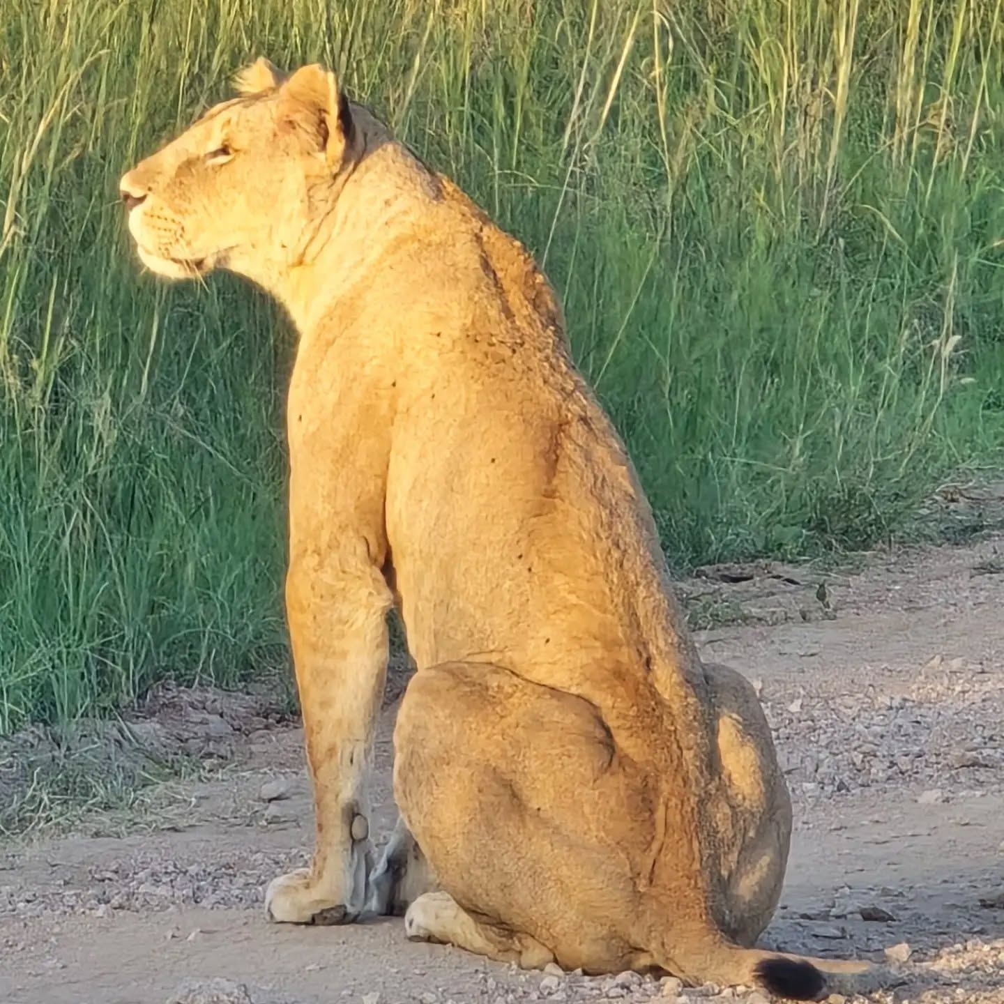 Lioness watching alertly across the plain