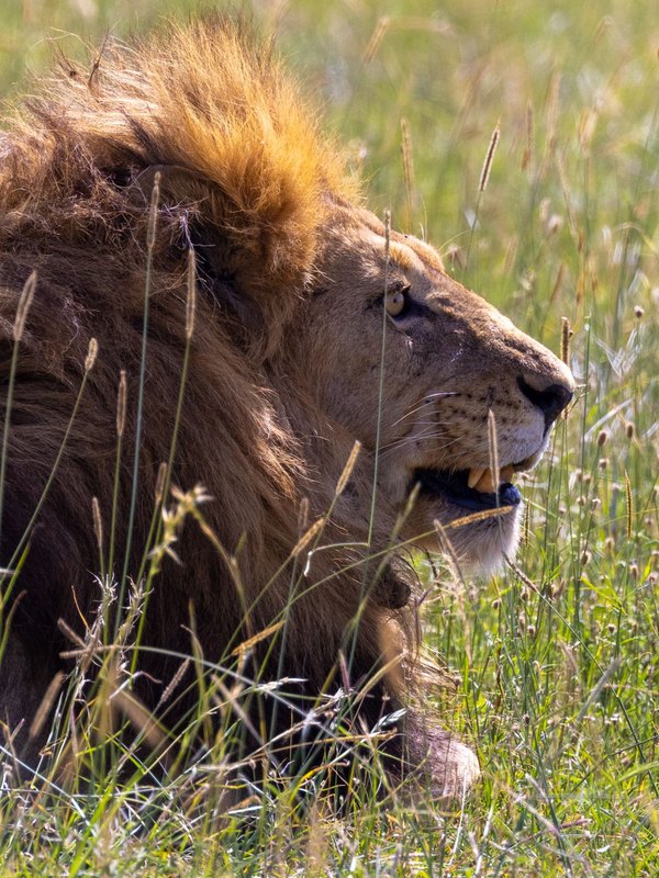 Three, Five or Ten Days: Choosing the Right Kenya Safari Length