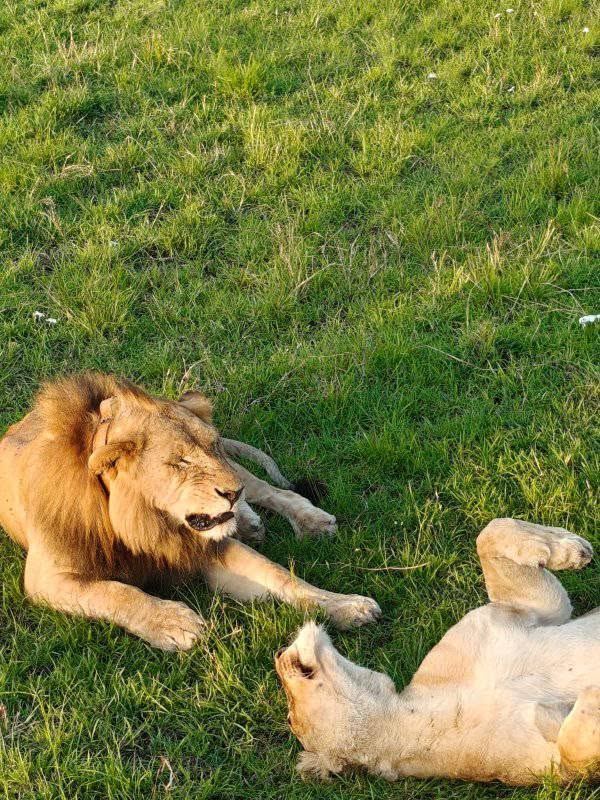 Two lions relaxing together in the grass