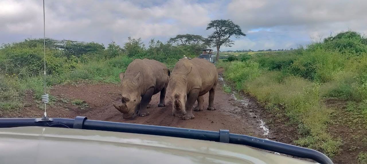 White rhinos crossing the track on a game drive
