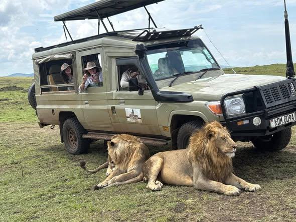 Travellers watching lions metres from the vehicle
