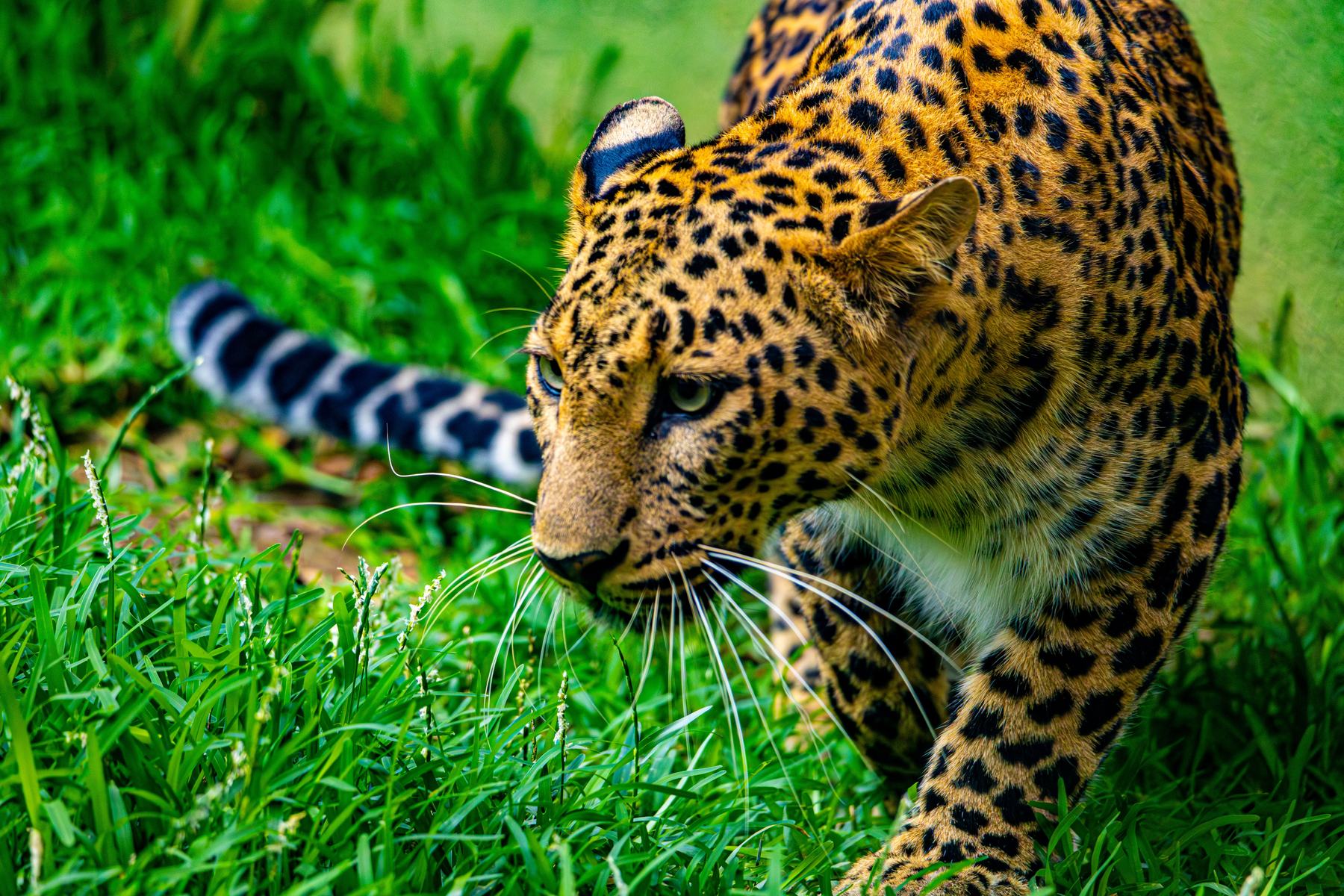 A leopard in the grass looking directly at the camera, Kenya