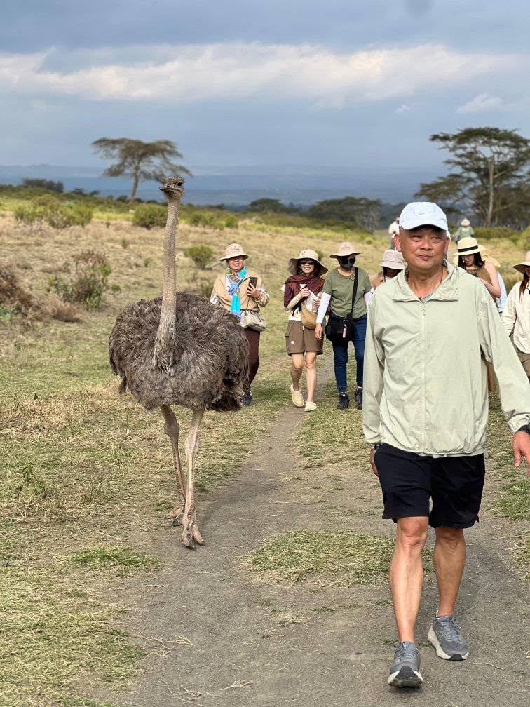 Ostrich crossing the savannah