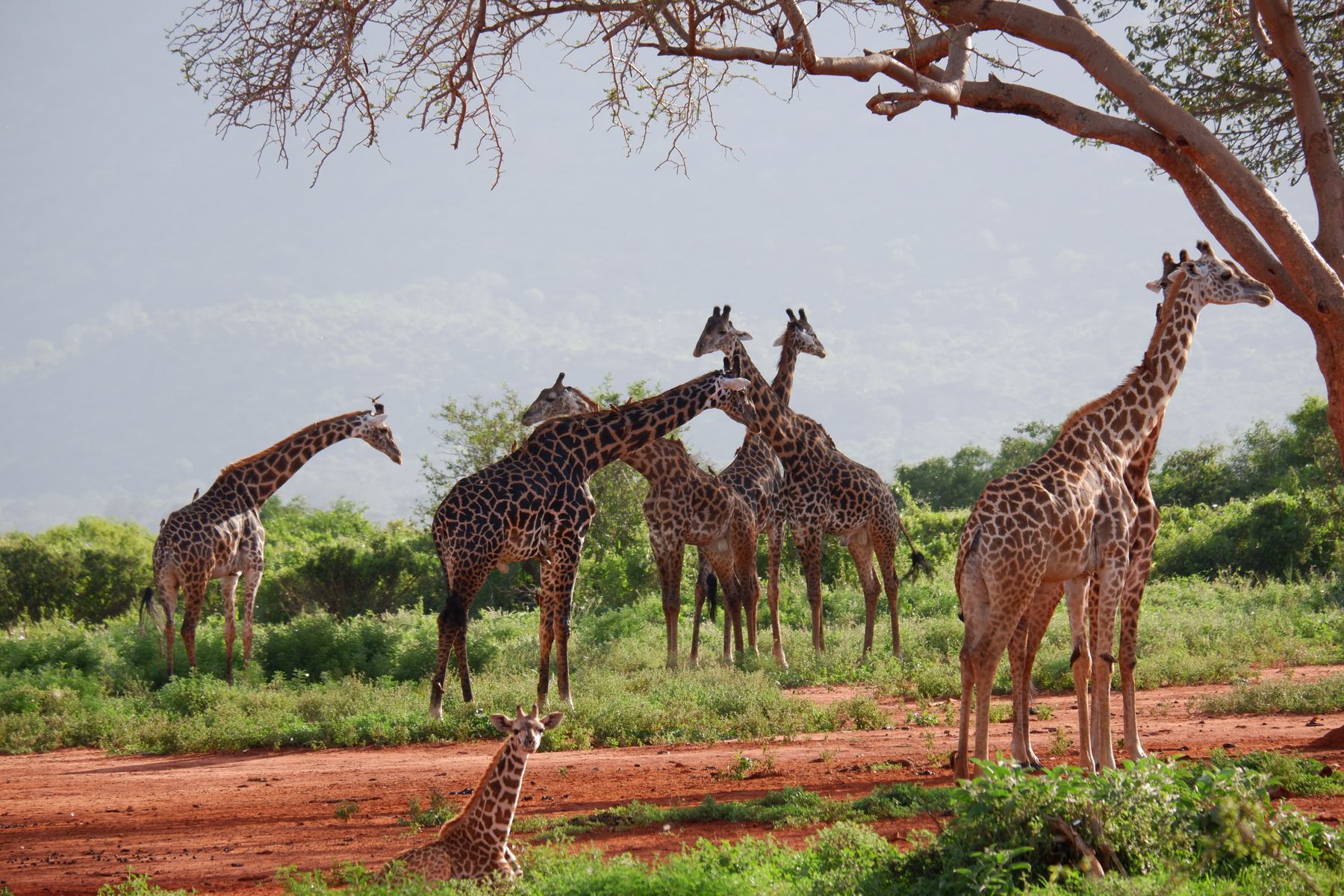 Red earth and baobabs of Tsavo