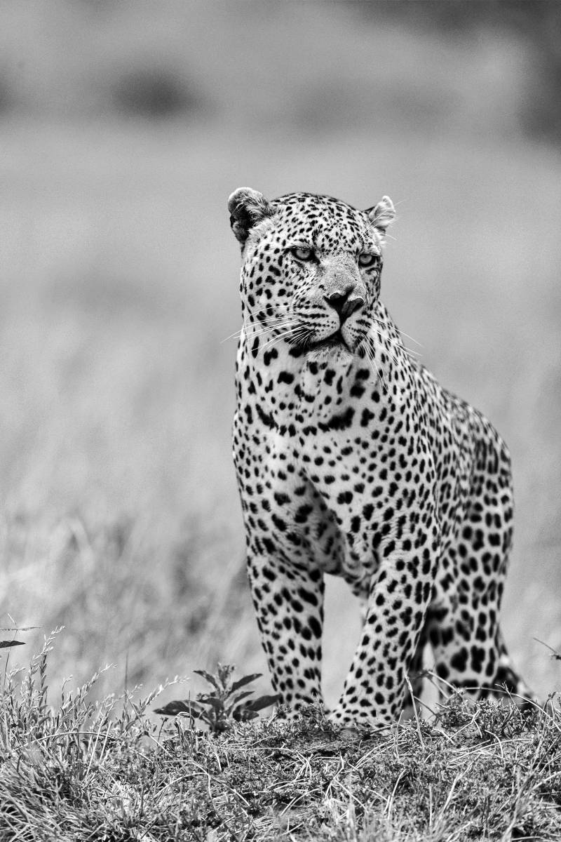 Leopard Orchid Safaris 08 2021-12-17