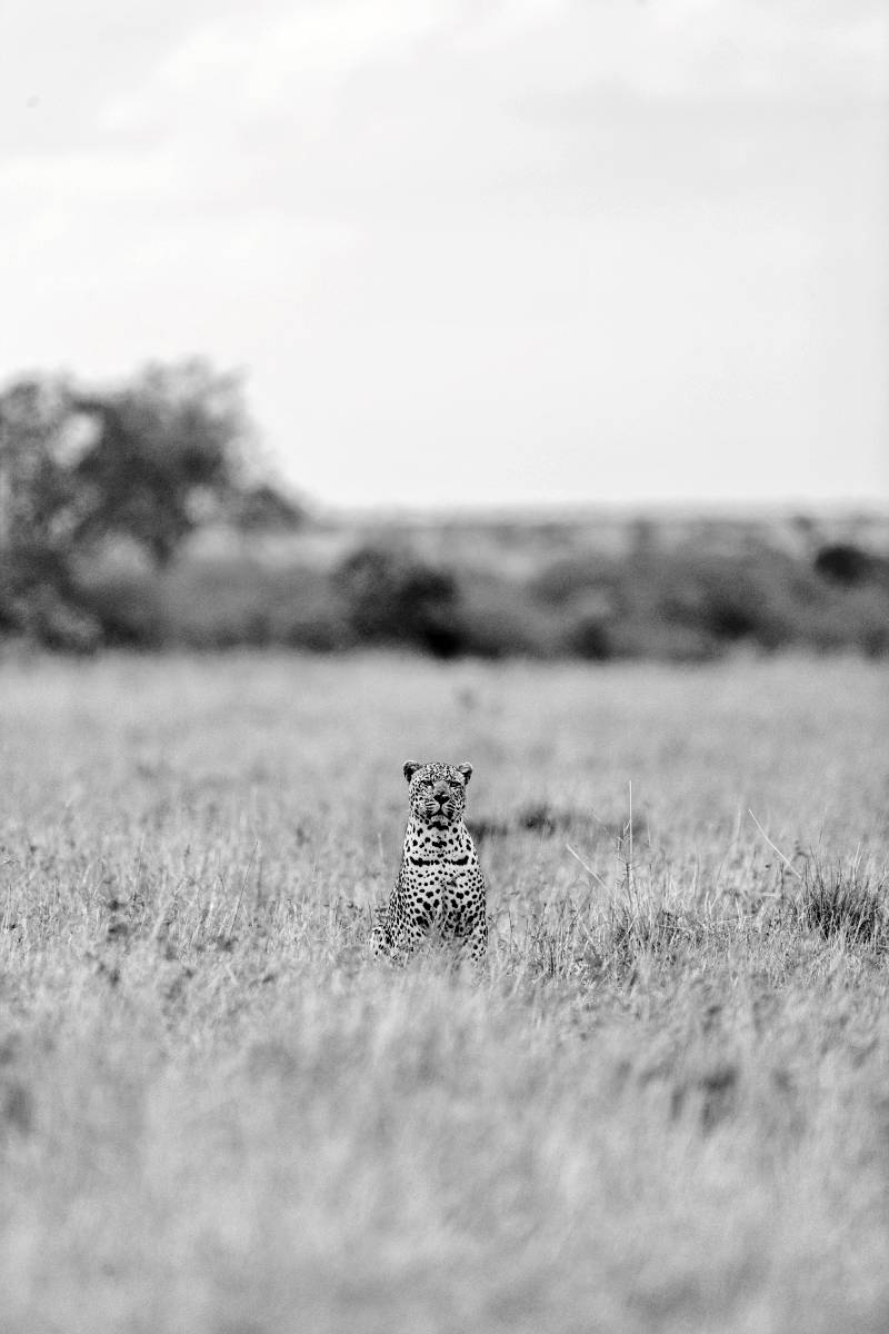 Leopard Orchid Safaris 09 2021-12-17