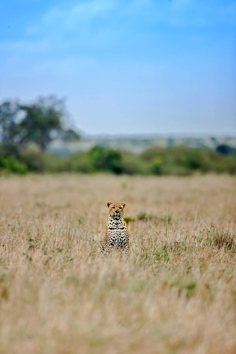 Leopard Orchid Safaris 10 2021-12-17