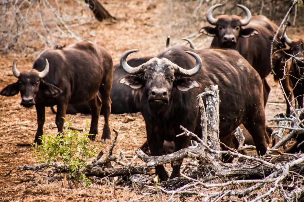 Leopard OrchidBig 5 Buffalo