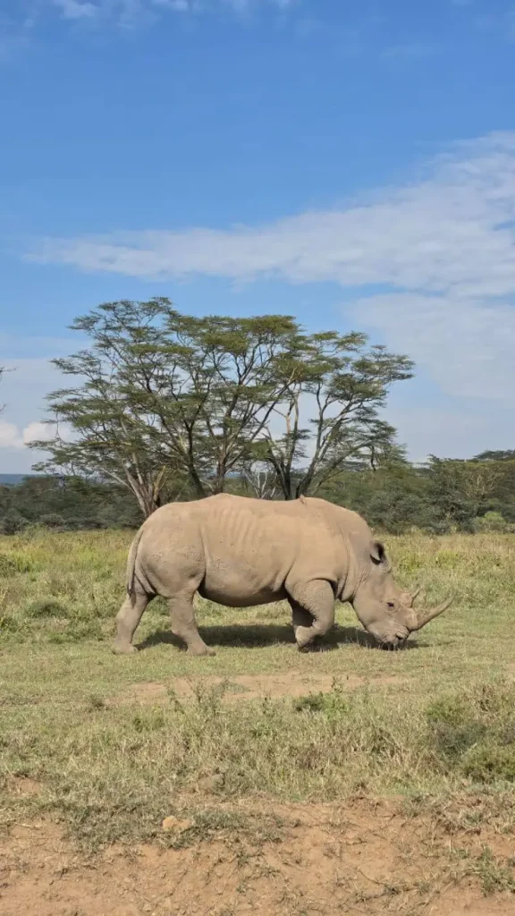 Leopard Orchidda3a87a9-4953-4cc5-aae4-8178dce7112f