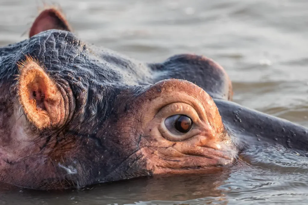 Leopard Orchidhippo_pic1