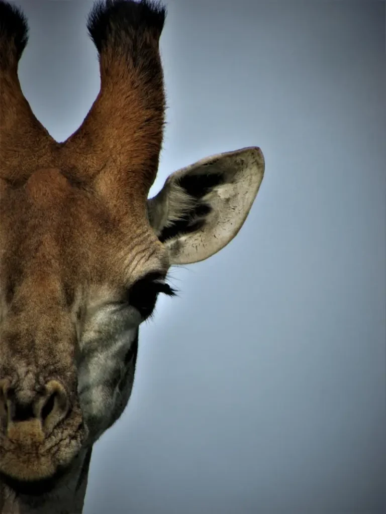 Leopard Orchidimg_3807